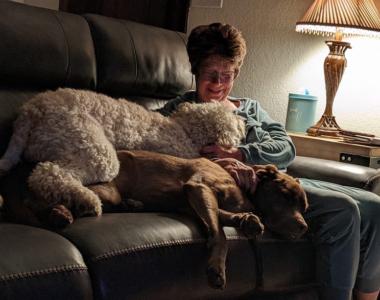 A dog relaxing during an overnight boarding stay at Puppy Playground