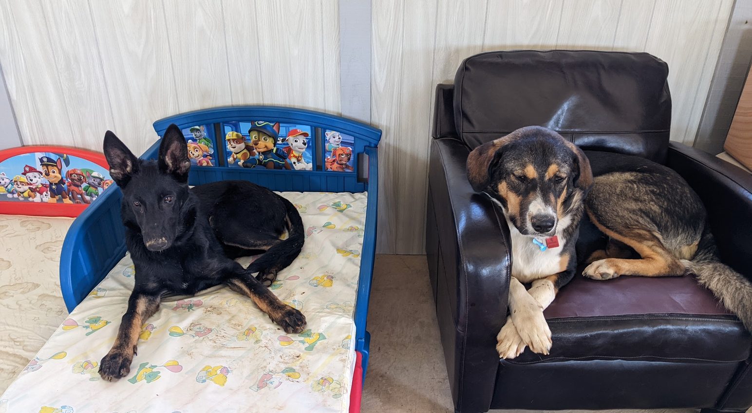 A dog relaxing during an overnight boarding stay at Puppy Playground