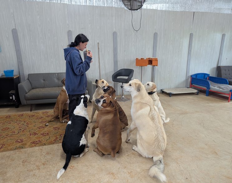 Dogs enjoying cage-free daycare at Puppy Playground