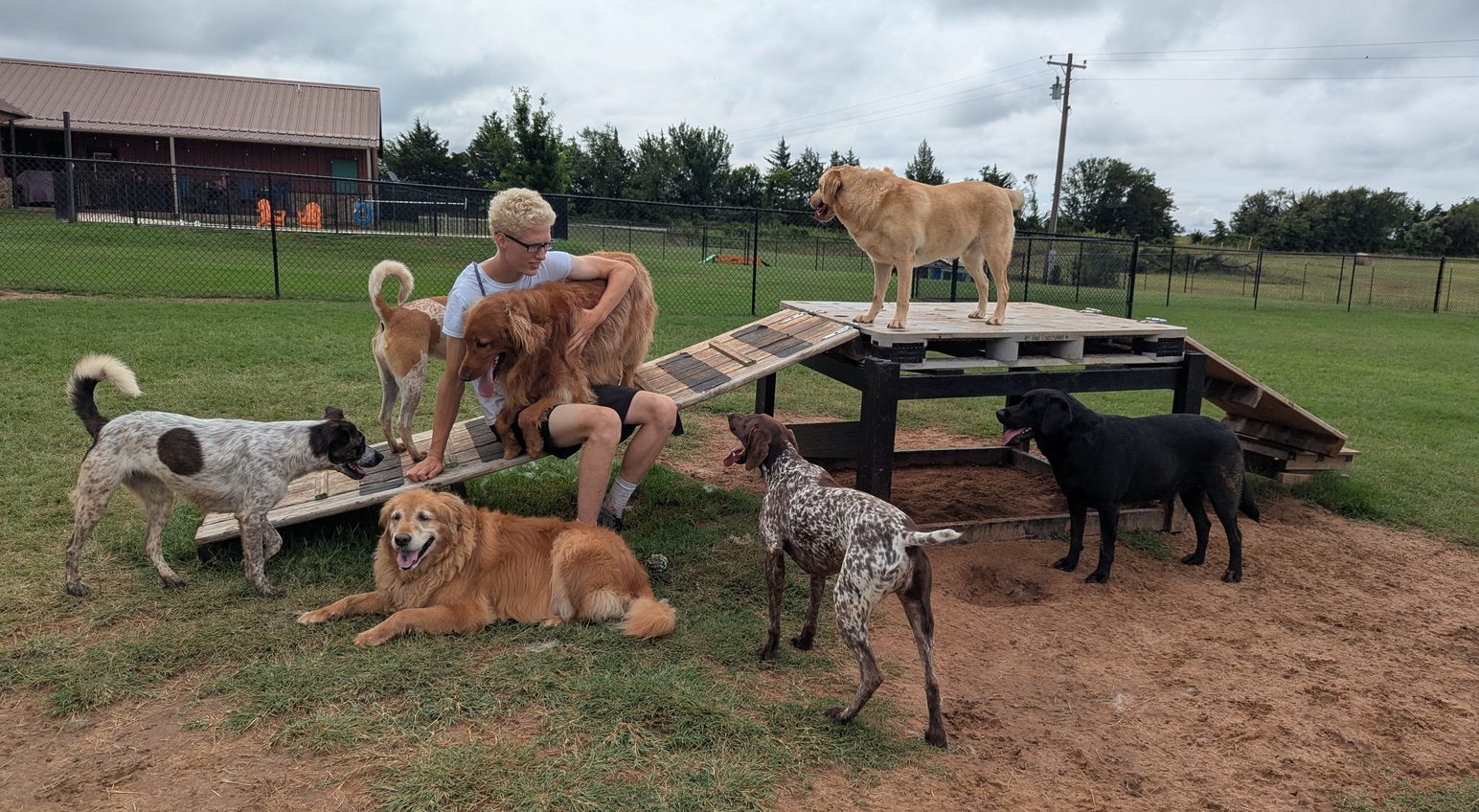 Dogs enjoying cage-free daycare at Puppy Playground