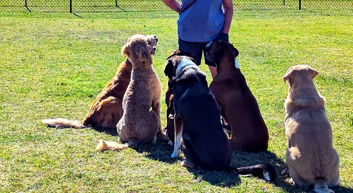 A dog in a board-and-train program at Puppy Playground