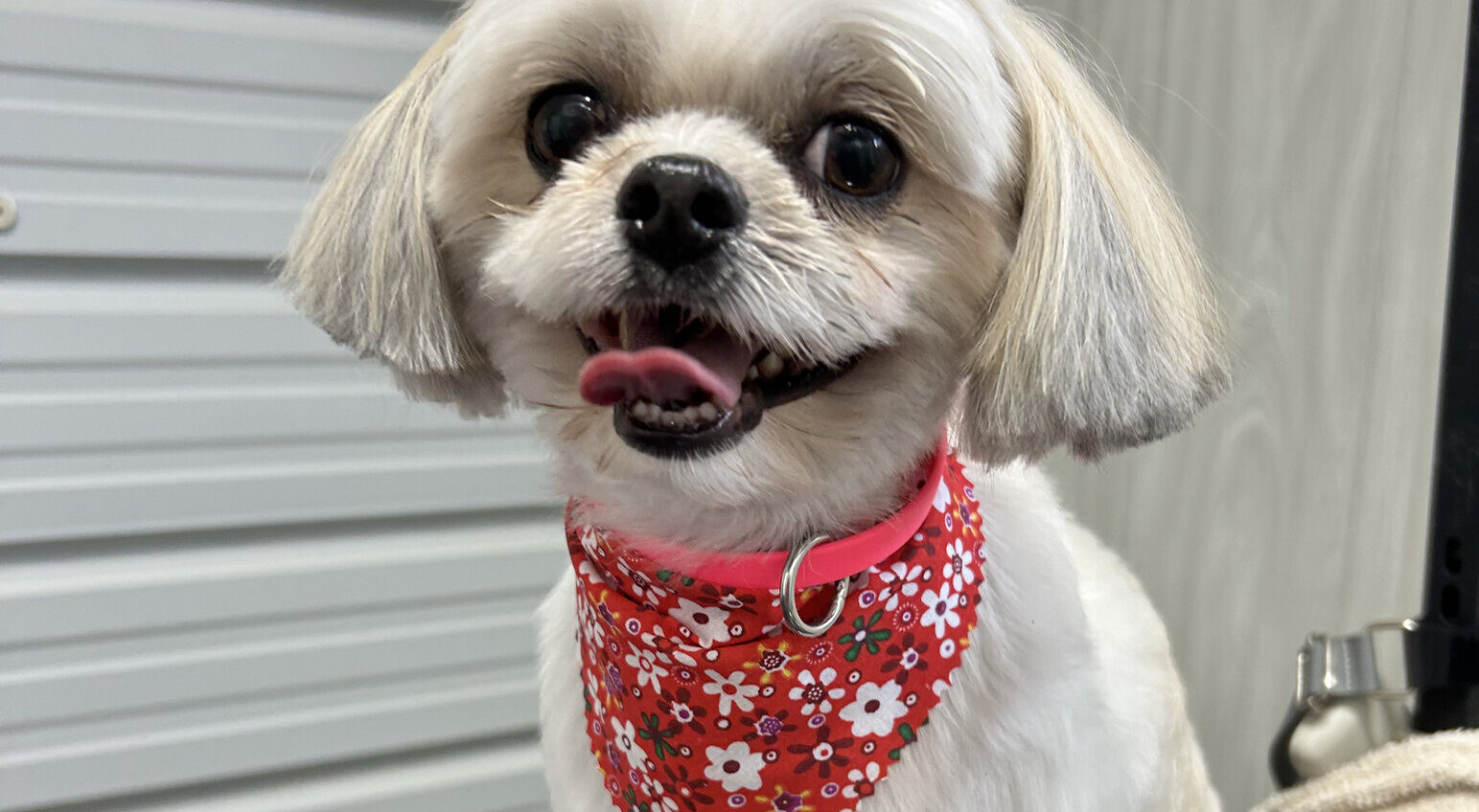 A freshly groomed dog at Puppy Playground in Decatur, TX