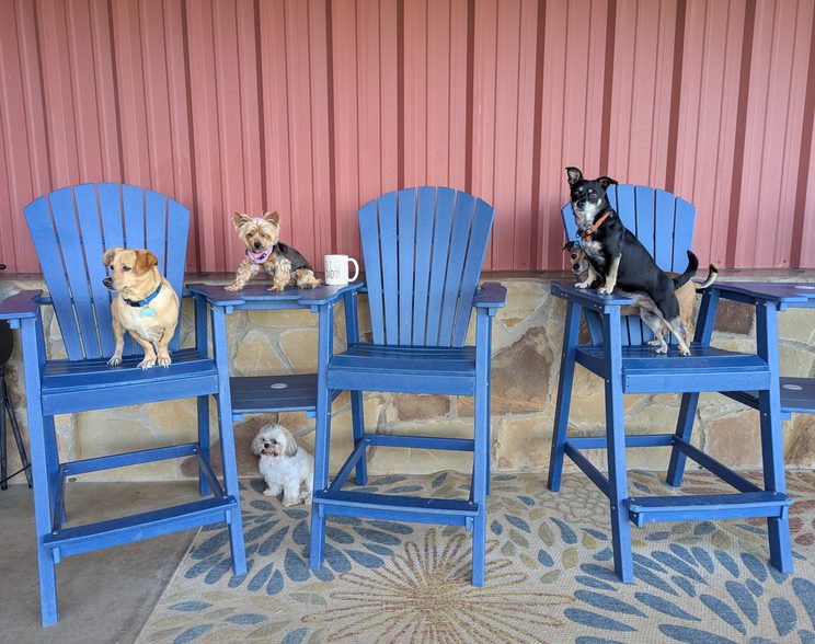 A dog in a training session at Puppy Playground