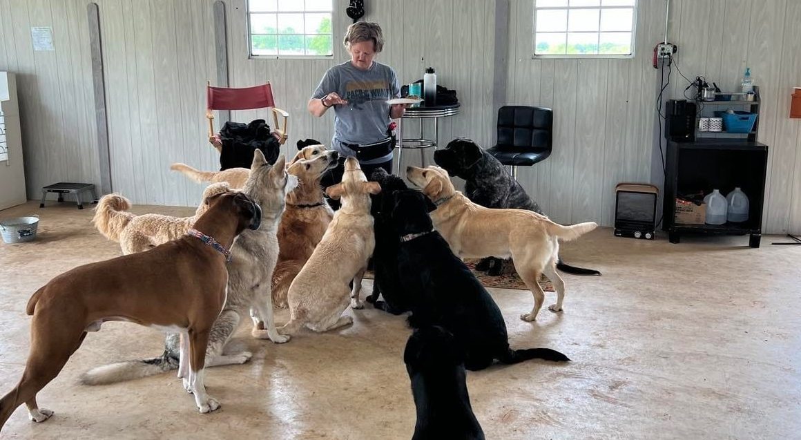 A dog in a training session at Puppy Playground