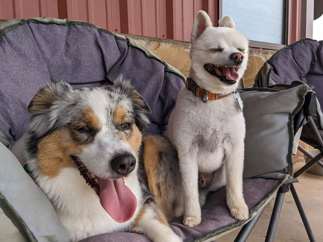 A happy dog relaxing on the porch