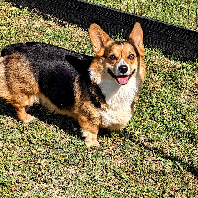 A dog enjoying the cage-free facility