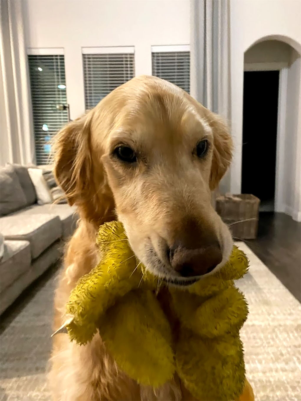 A dog playing with a toy