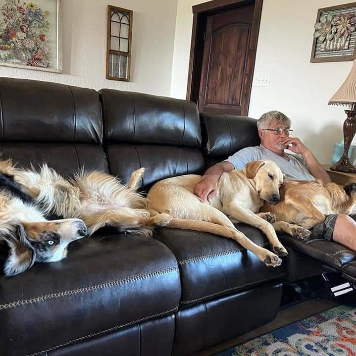 A dog lounging on a couch during an overnight boarding stay