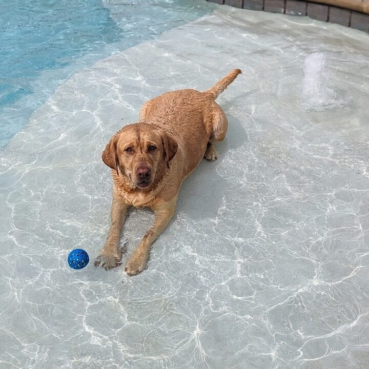 A dog cooling off in the in-ground pool at Puppy Playground