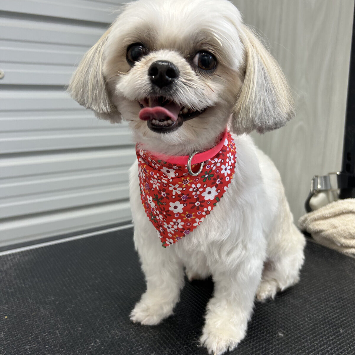A freshly groomed dog at Puppy Playground